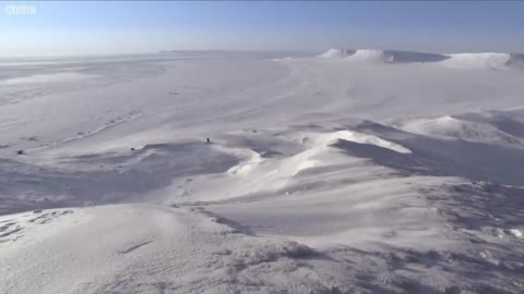 Polar Bear Cubs Taking Their First Steps _ Planet Earth _ BBC Earth