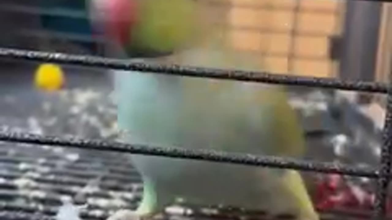 Funny animals | funny pets video|