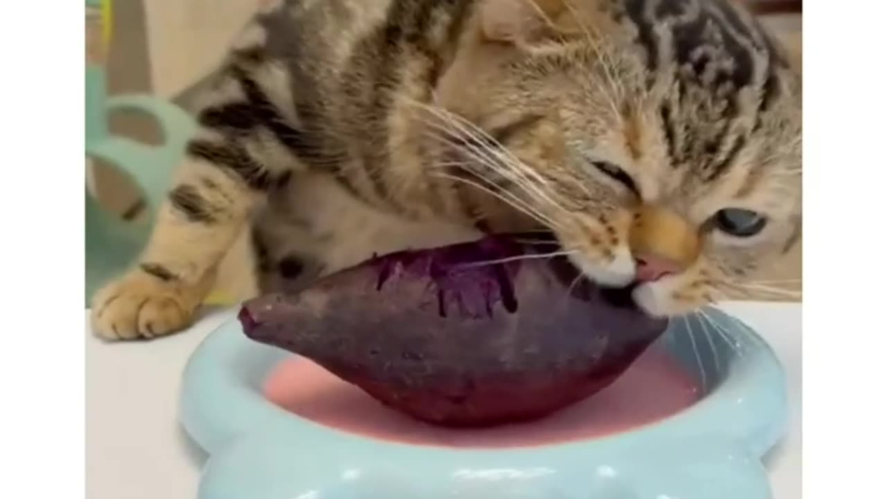 The cat is eating greedily