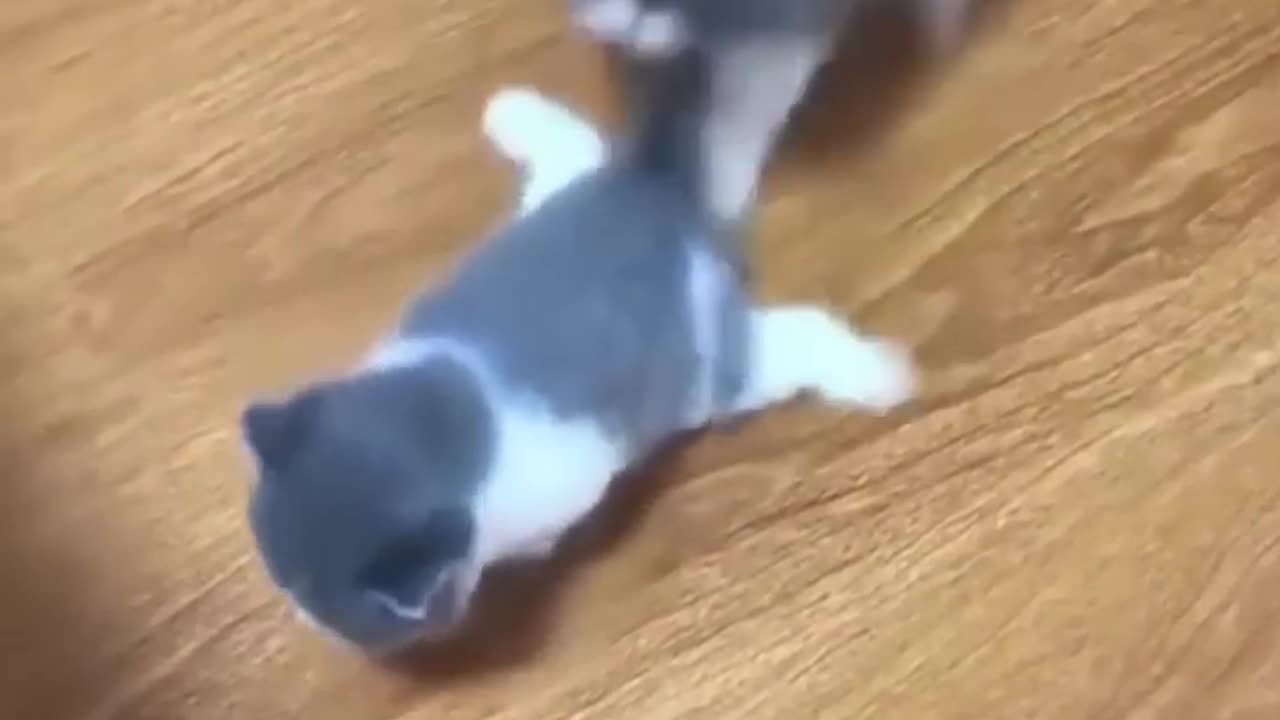 Funniest Cats and Dogs _ Funny Animal Videos Episode#3