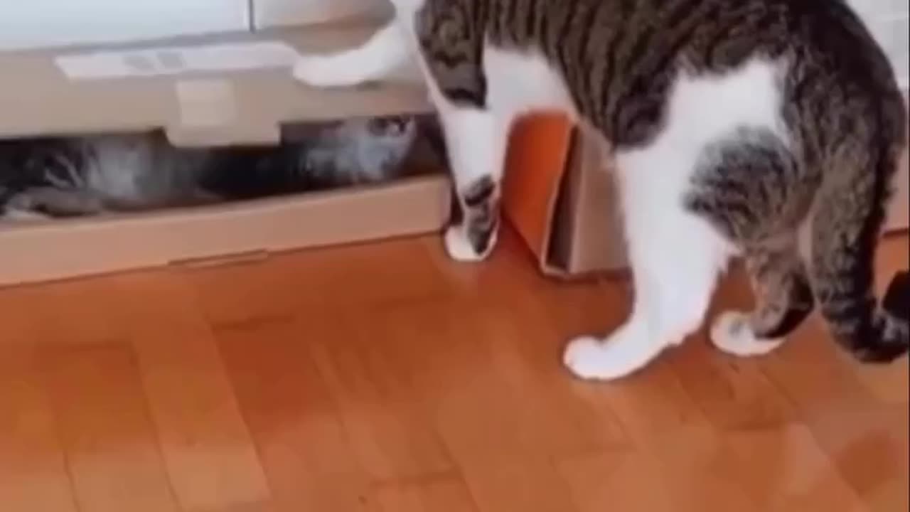 Funny cats