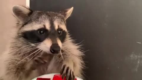 Hungry Racoon