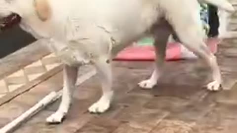 Labs Love Water
