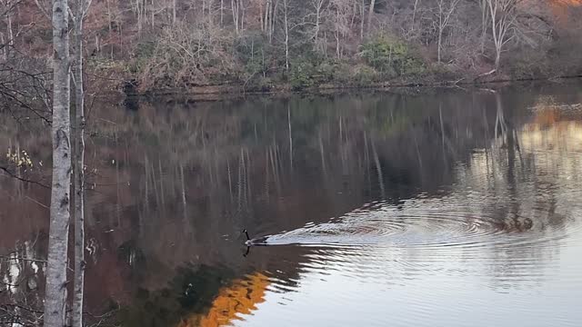 Lone goose making its way down Lake Lindsey