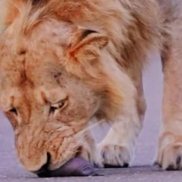 Lion Finds Baby Badger in Road - Watch What Happens Next