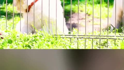 Puppies Caged all day #puppy #youtubeshorts #viralvideo #dogs