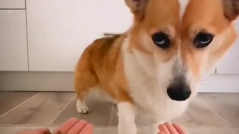 Funny 🤣 🐶🐕 short viral video