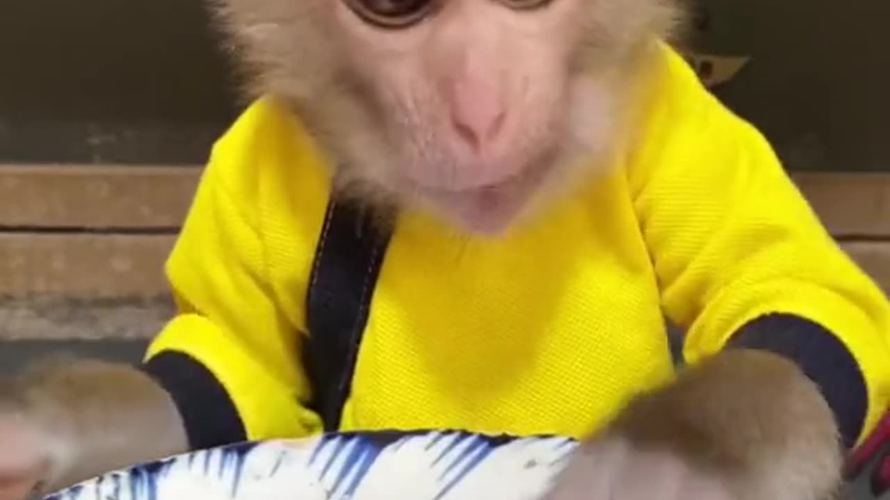 funny munkey , monkey , monkey eat french fries