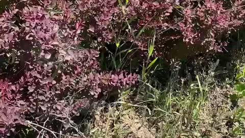 close-up red tree