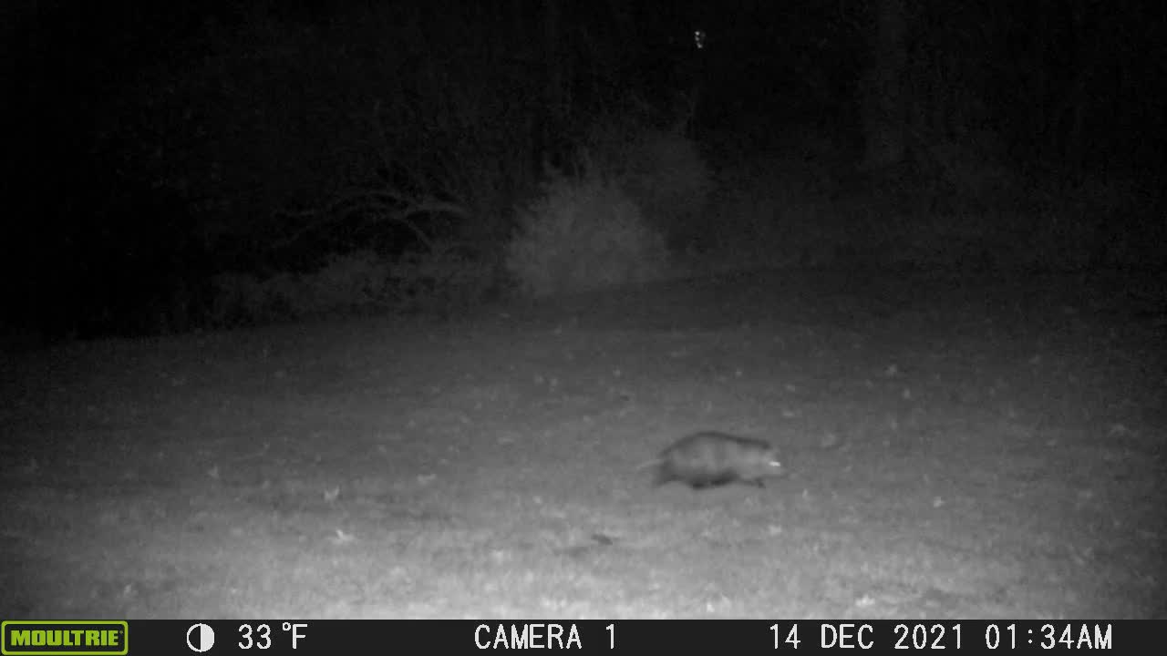 Back Yard Wildlife - Opossum Parade 1