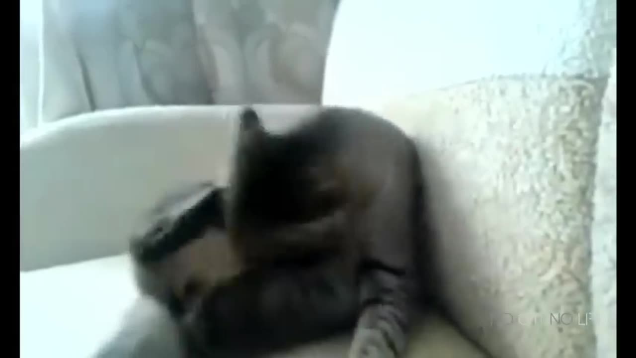 Funny Cats Compilation (Most Popular) Part 1 #cat #cute #kitten #pets #dog