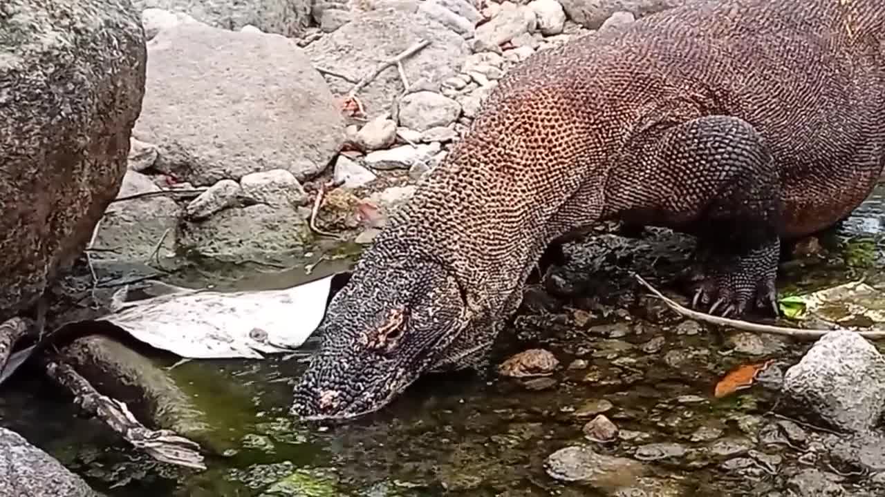 Komodo Dragon Eat & Swallow Wild Duck Alive