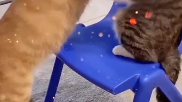 Cat fighting