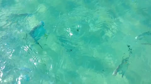 Cayo Coco dancing with the fishes 🏖🐠