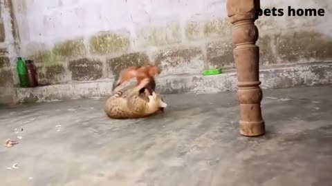 funny animals