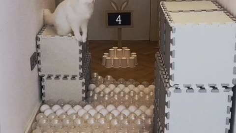 Cat's intelligence