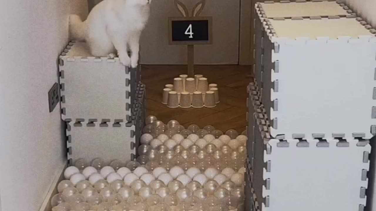 Cat's intelligence