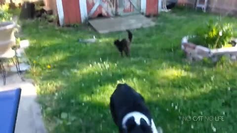 Funny cats and dogs/ beautiful and cute pets