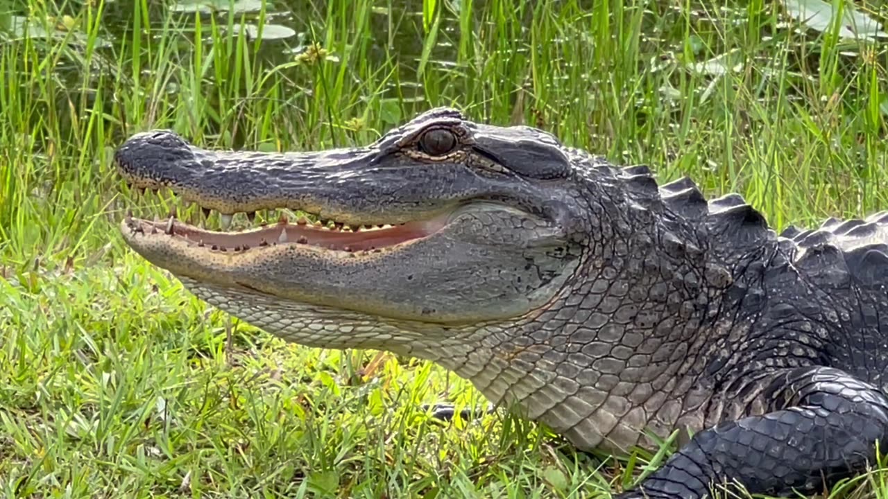 Up Close and Personal with an Alligator