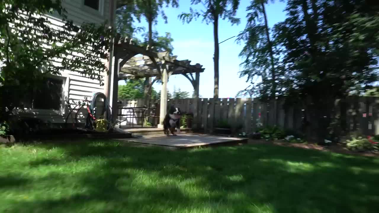 Bernese Mountain Dog ZOOMIES