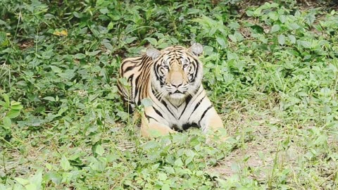 Tiger fight in wild | silently love but in public places fight with each other |wild