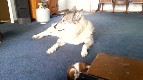 Wolf hybrid playing with little dogs