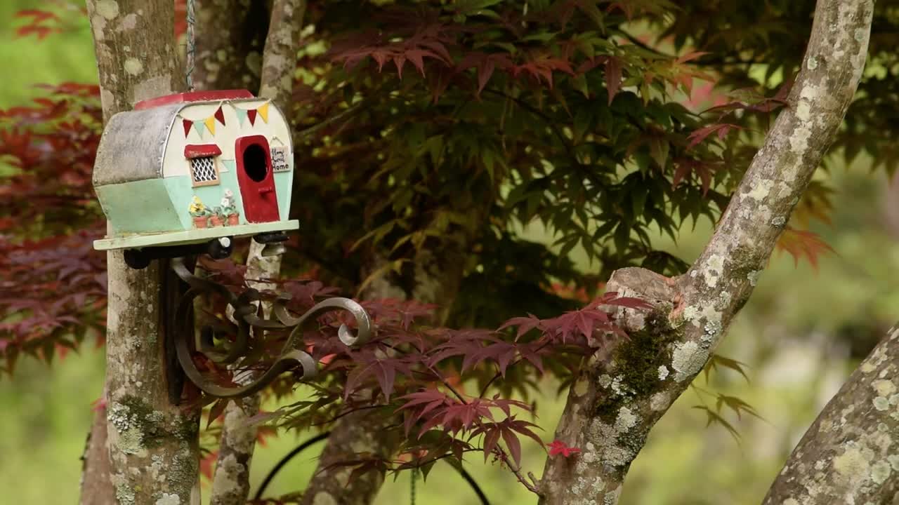 Carolina Wren - Building a nest (short)