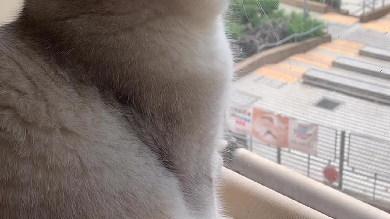 fluffy cat