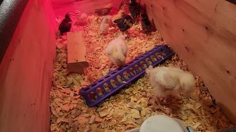 Freshly Cleaned Brooder