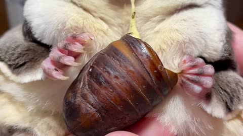 Cute Animals Feeding Video