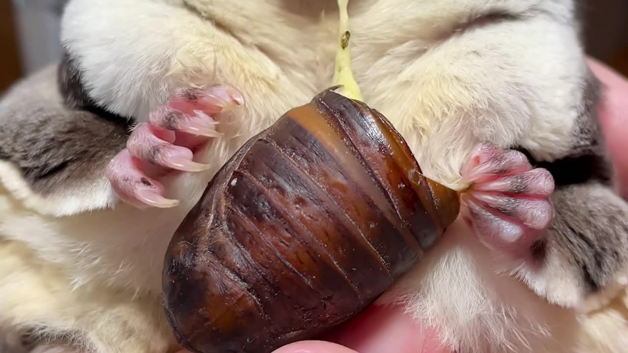 Cute Animals Feeding Video
