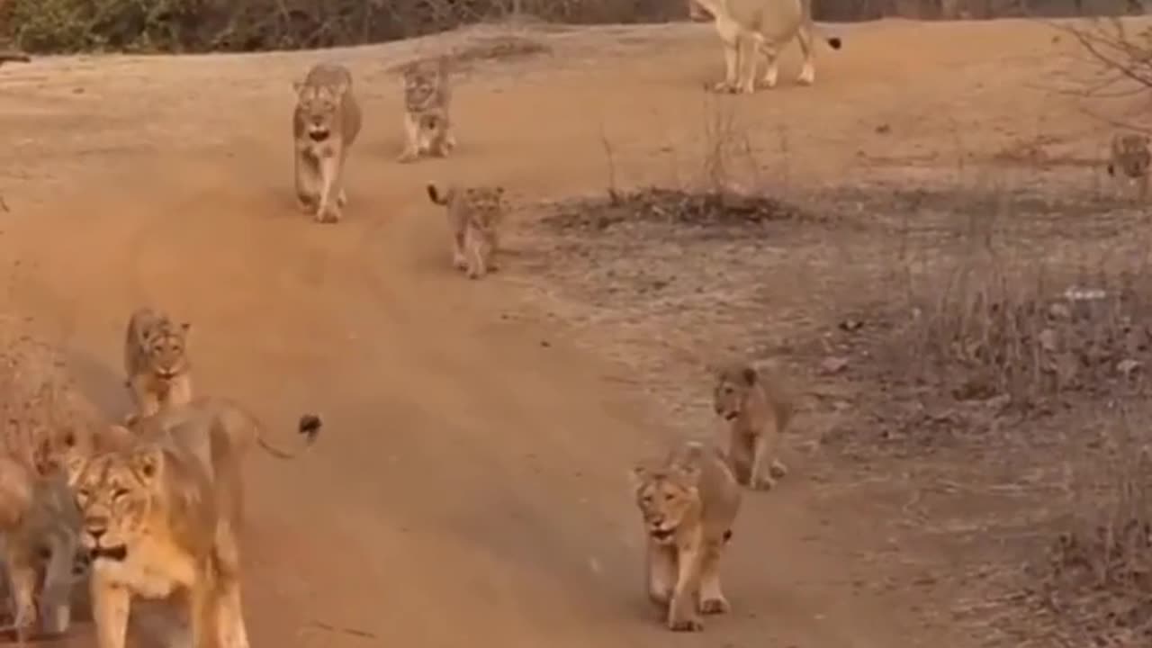 Wildlife is in closer view with natural perspective.