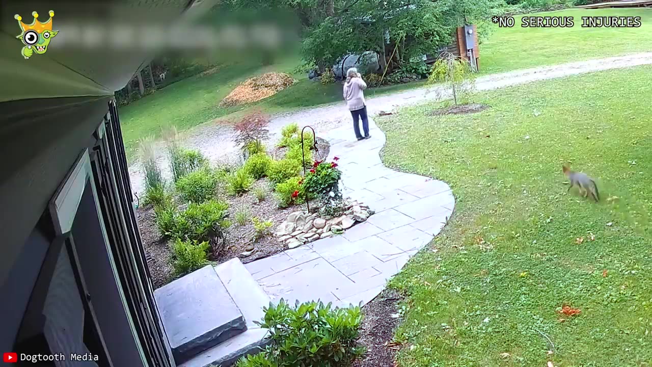 When Animals Go On A Rampage And Got Caught On Camera