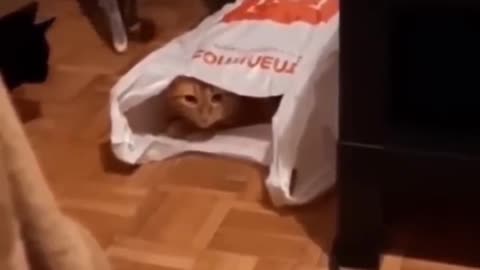 Cat hiding funny videos