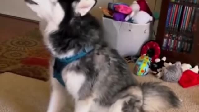 Husky is the best singer - Funny Dogs