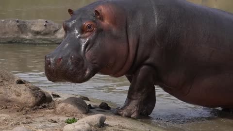 hippo