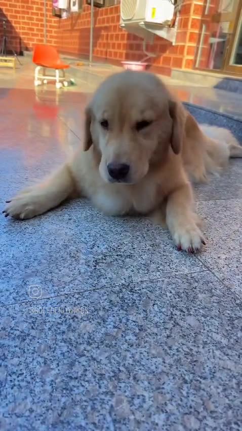 When you're just trying to chill but a bug wants to be dinner 🐶🦗🐕Guess what...