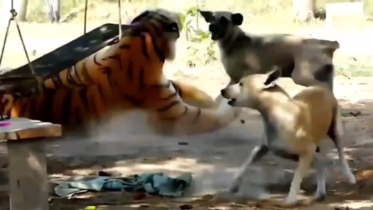 Funny Animal video.dog exited.