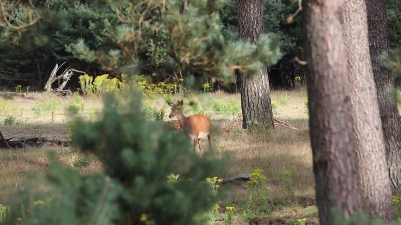 Edelherten lopend door bos en zwijn _ 2021 _ Veluwe _ 4K