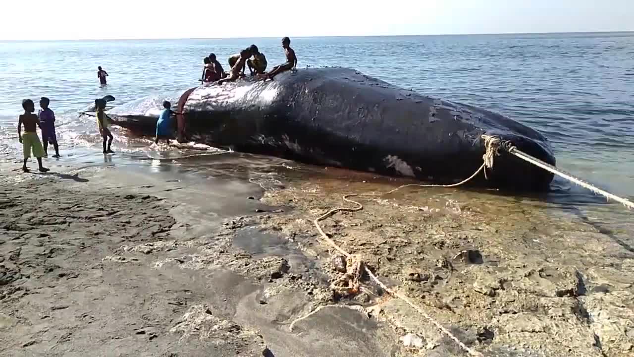 Indonesian Lamera fisherman's child playing with the hunted whale