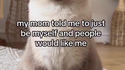 Funny cat video 🤣🤣