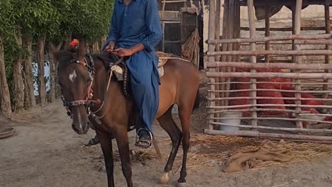 Horse Ridding