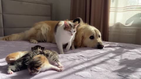 Mom Cat Shows Baby Kittens that Golden Retriever is Safe for Them