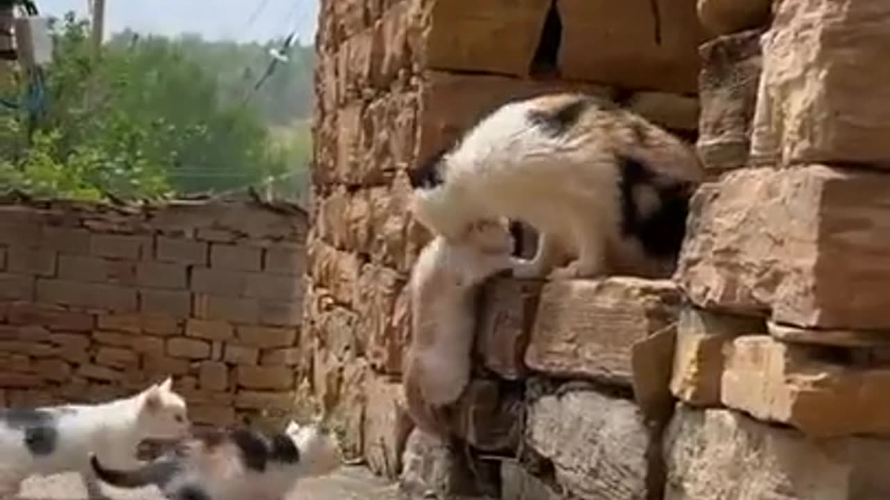 MAMA CAT ADOPTS PUP