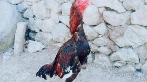 Aseellover Aseel murga petlover