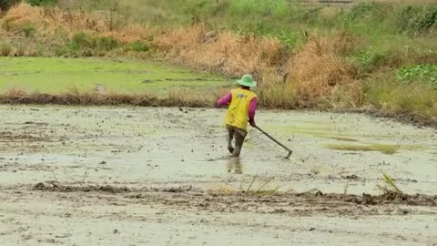 La produzione di riso produce troppo metano, che è millemila volte peggio della CO2.