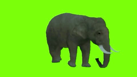 elephant green screen animation video,green screen elephant video beautiful animal hub 4k