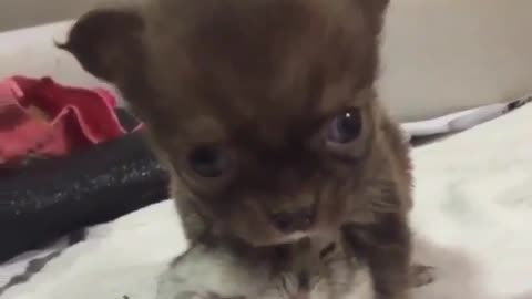 Funny animal videos|Cute animal videos |Funny dog&cat videos|Hilarious pet videos|Funny video