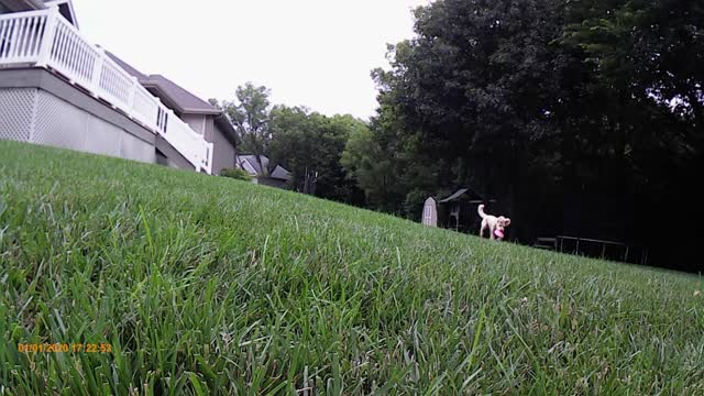 Bent Tree Baxter Strong3