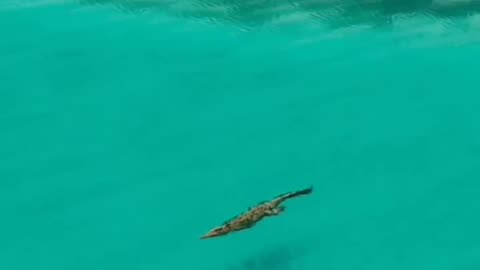 A large saltwater crocodile